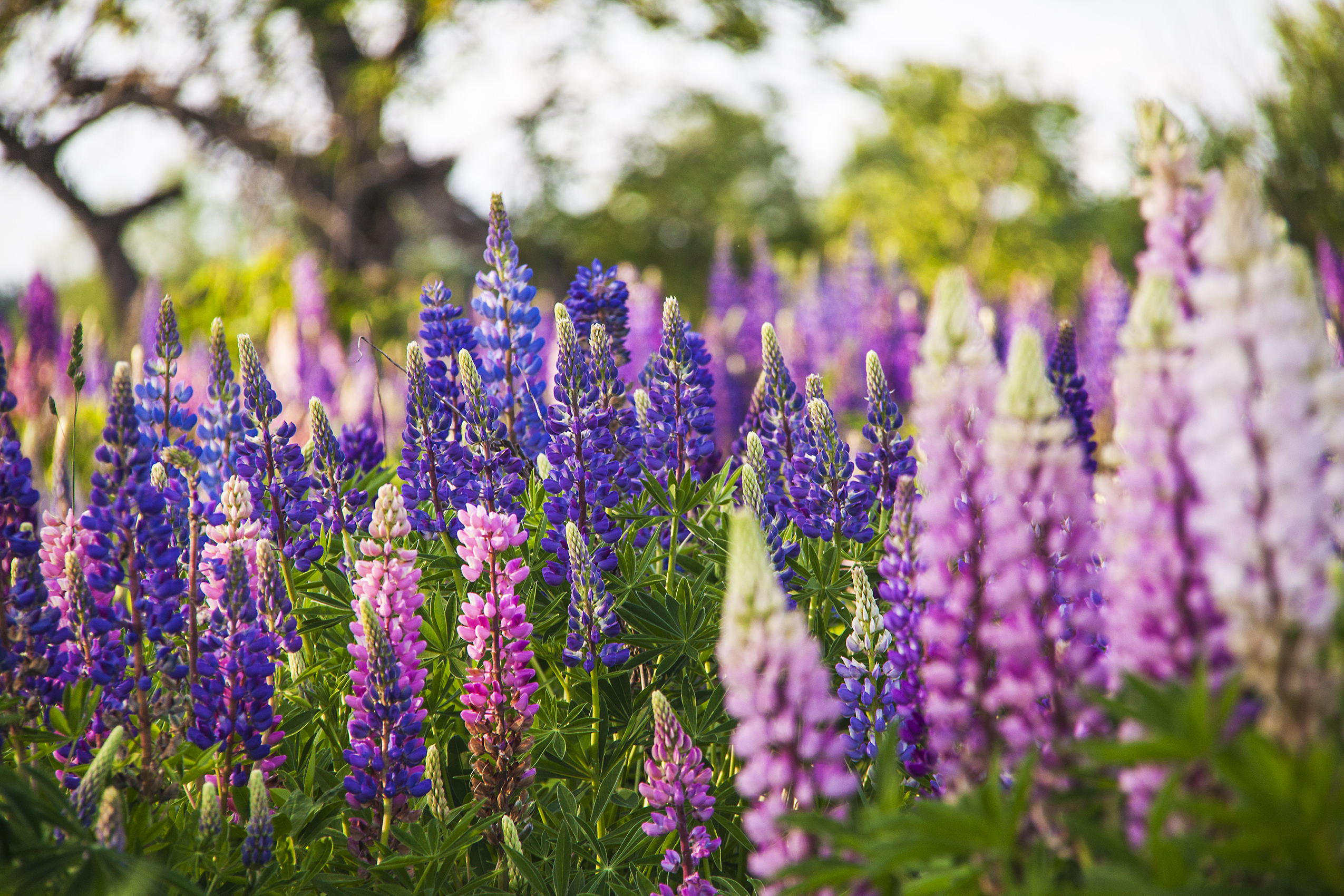 Classic Lupine flower Russell Mix - spires in shades of purple and pin, yell and white primarily