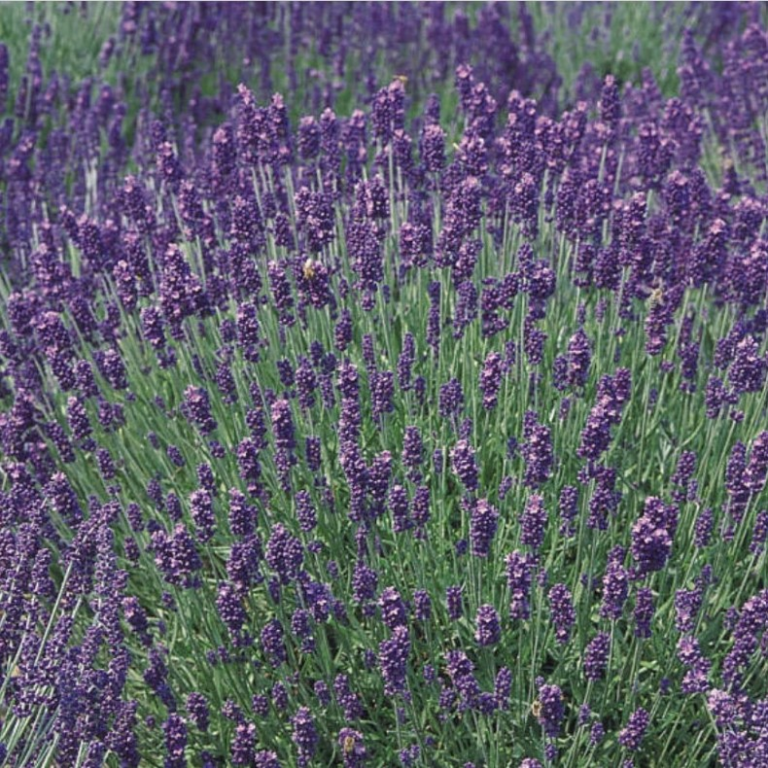 English lavender 'French Perfume' a darker purple than typical lavenders and incredibly fragrant flowers