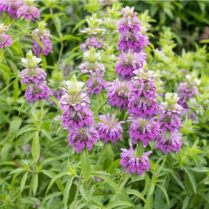 Lemon Bee Balm Citriodora - pink and white flower clusters climb each stalk, while light green slender leaf foliage erupts below
