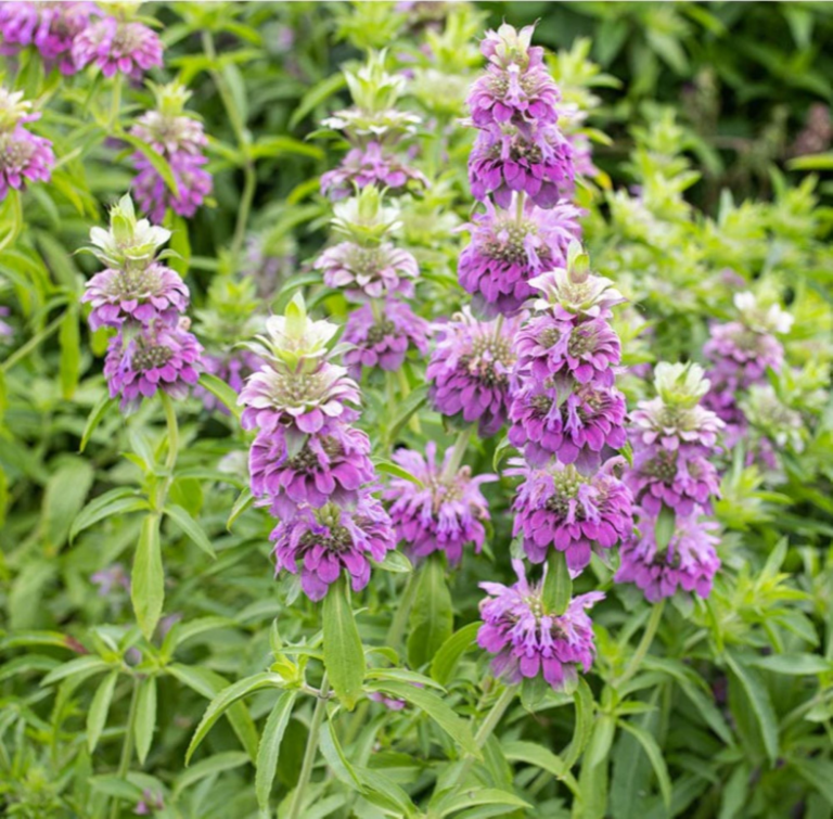 Lemon Bee Balm Citriodora - pink and white flower clusters climb each stalk, while light green slender leaf foliage erupts below