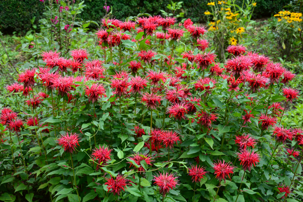 Bee balm Red Shades - vibrant red "fuzzy" flower heads
