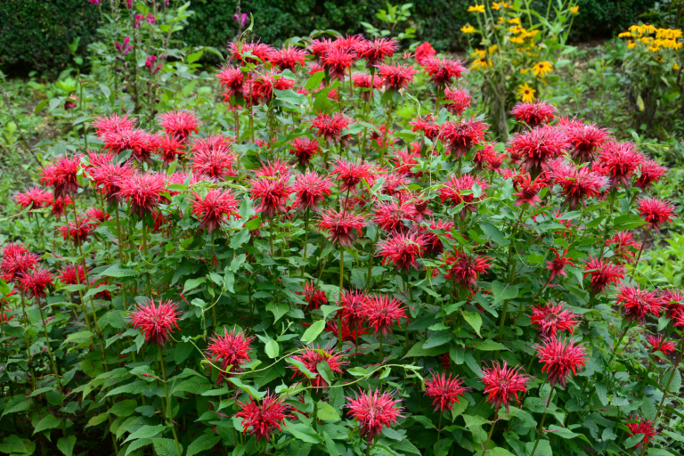 Bee balm Red Shades - vibrant red "fuzzy" flower heads
