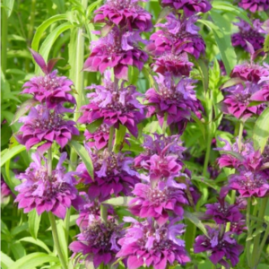 Bee Balm 'Bergamo' perennial flowers - tiers of petals forming upright flower clusters alternating from light to dark pink at each layer