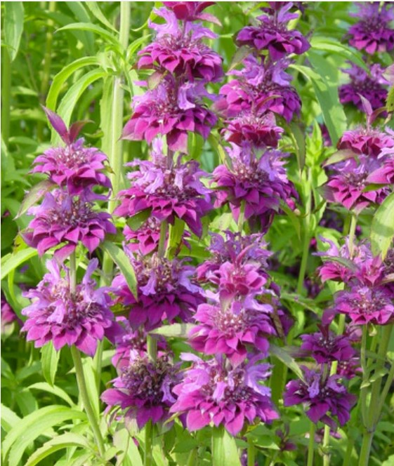 Bee Balm 'Bergamo' perennial flowers - tiers of petals forming upright flower clusters alternating from light to dark pink at each layer