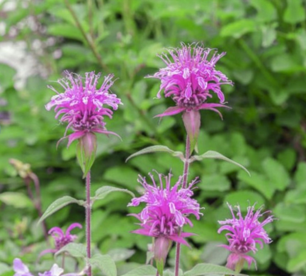 Native Bee Balm 'Media' - bright purple frilly flower heads