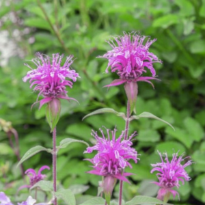 Native Bee Balm 'Media' - bright purple frilly flower heads