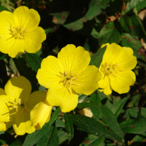 Missouri Primrose yellow flowers that open from dusk until and closing shortly after dawn