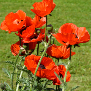oriental red poppy in bloom - classic large red flowers with black eye in center