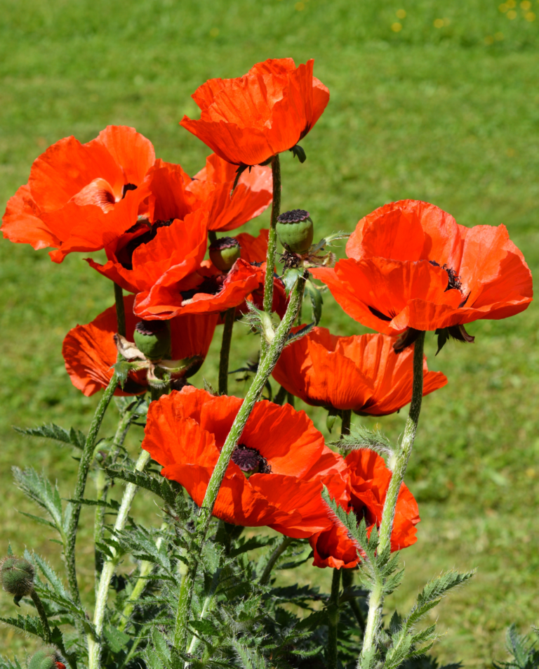 oriental red poppy in bloom - classic large red flowers with black eye in center