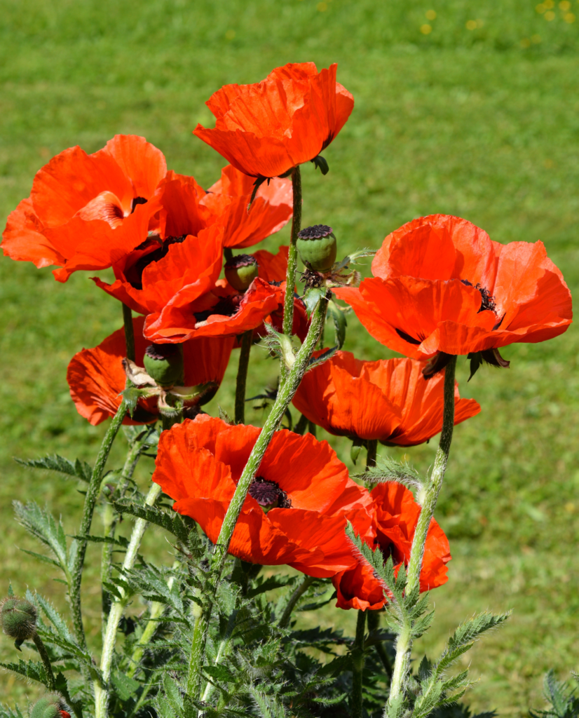 oriental red poppy in bloom - classic large red flowers with black eye in center