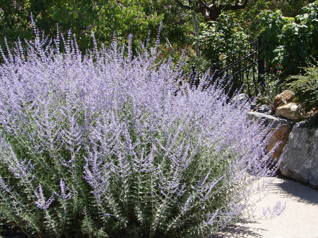 Russian Sage perennial flowers in bloom - tall spires of purple flowers against green silver foliage
