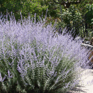 Russian Sage perennial flowers in bloom - tall spires of purple flowers against green silver foliage