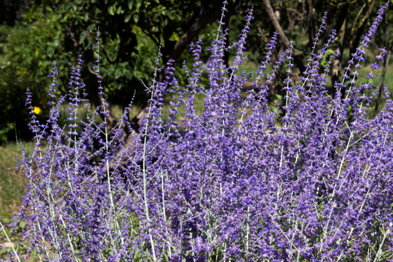 Russian Sage perennial flowers in bloom - tall spires of purple flowers against green silver foliage