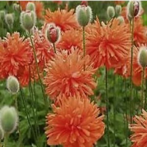 Oriental Poppy Plants 'Red Shades' - unique ruffled flowers in scarlet red