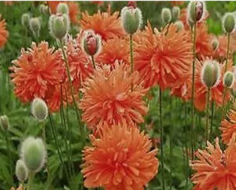 Oriental Poppy Plants 'Red Shades' - unique ruffled flowers in scarlet red
