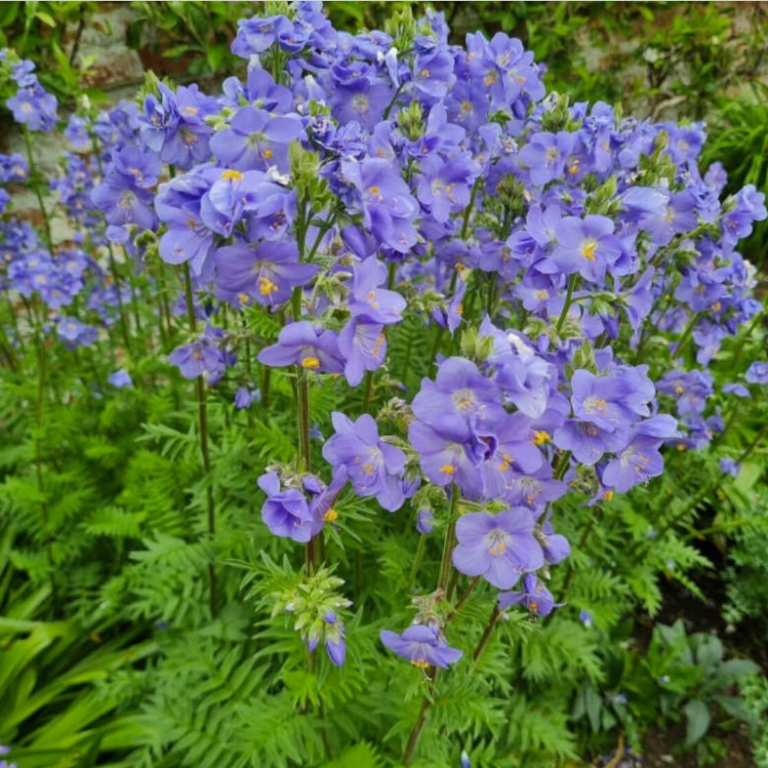 Jacob's ladder plant in bloom - Purple perennial flowers