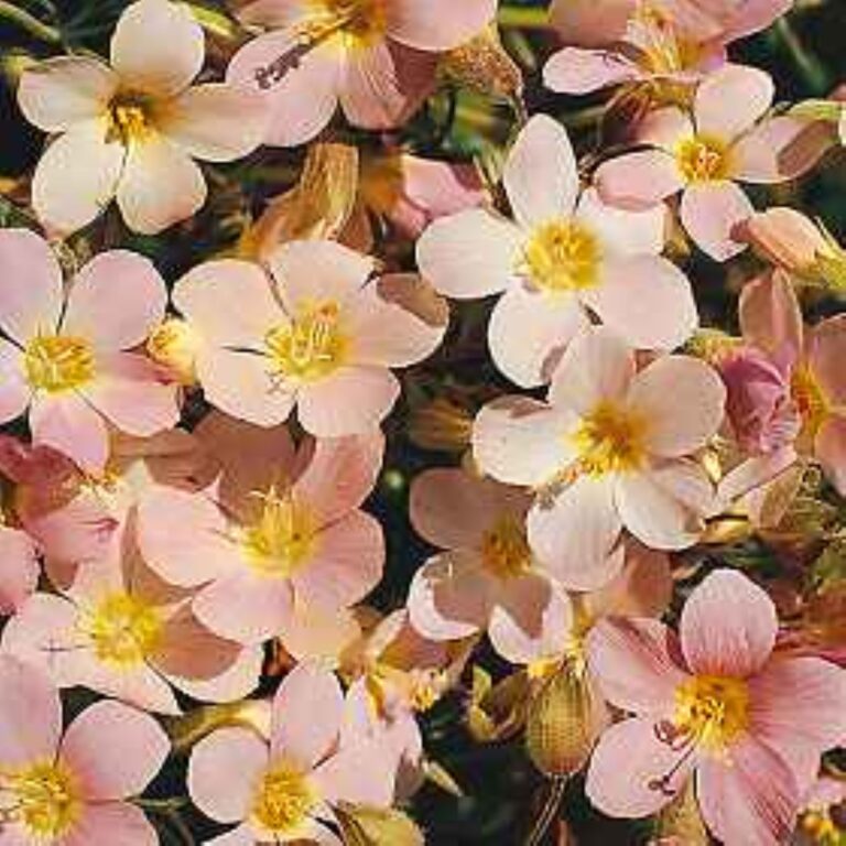 Jacob's Ladder Apricot Delight - Pastel perennial flowers for pollinators