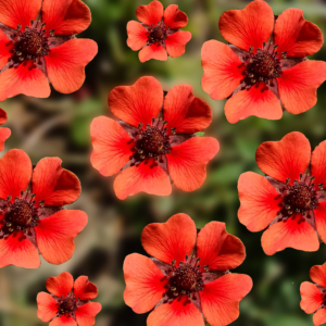 Cinquefoil Potentilla 'Melton Fire' - fiery red blooms in true red with deep crimson center.