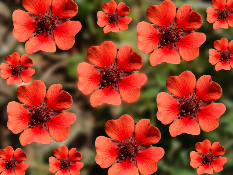 Cinquefoil Potentilla 'Melton Fire' - fiery red blooms in true red with deep crimson center.