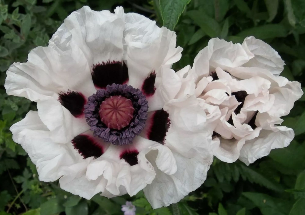 oriental poppy plants 'Checkers' black and white unique poppy flowers