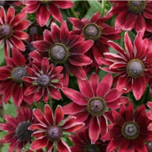 Rudbeckia 'Cherry Brandy' perennial flowers - deep crimson to burgundy with dark center eyes