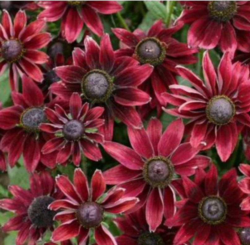 Rudbeckia 'Cherry Brandy' perennial flowers - deep crimson to burgundy with dark center eyes