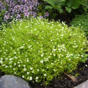 Vibrant green Irish moss perennial plant sprinkled with tiny white flowers