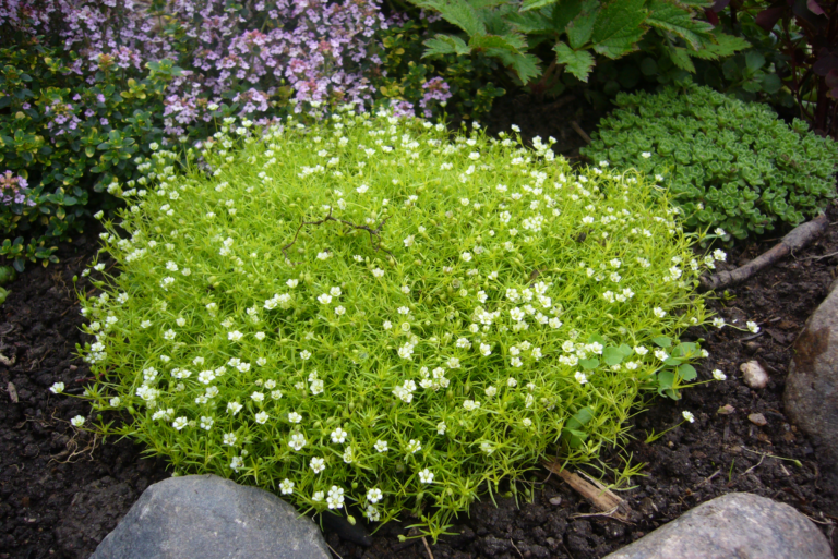 Vibrant green Irish moss perennial plant sprinkled with tiny white flowers