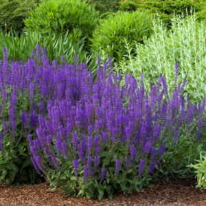 blue sage plant or blue salvia merleau series - forms striking purple to blue spires of upright flower stalks beloved by pollinators