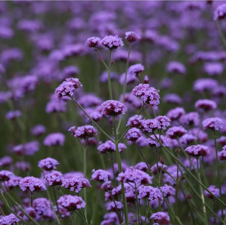 Verbena Vanity - Tall purple perennial flowers