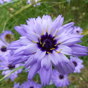 Cupid's Dart perennial flowers - iridescent purple blossoms with deep blue centers strung across vibrant green foliage