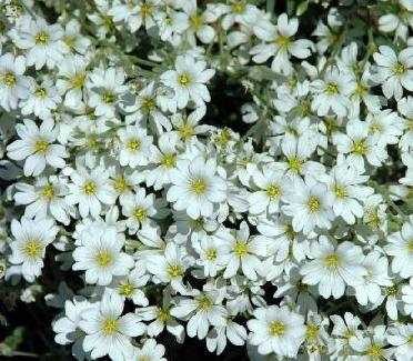 Cerastium Tomentosum snow in summer live perennial plants for garden
