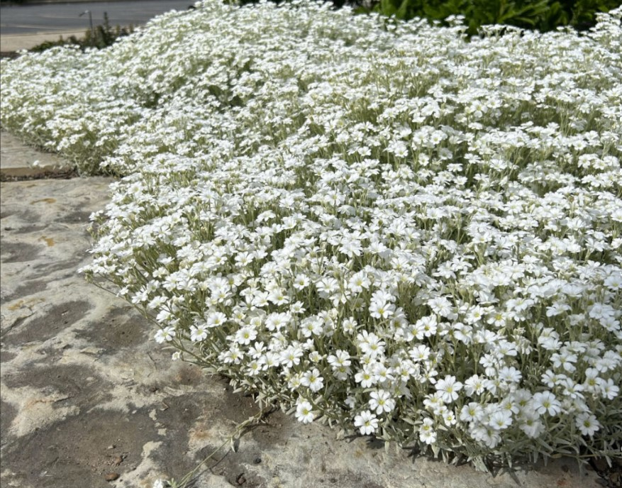 Cerastium Tomentosum snow in summer live perennial plants for garden