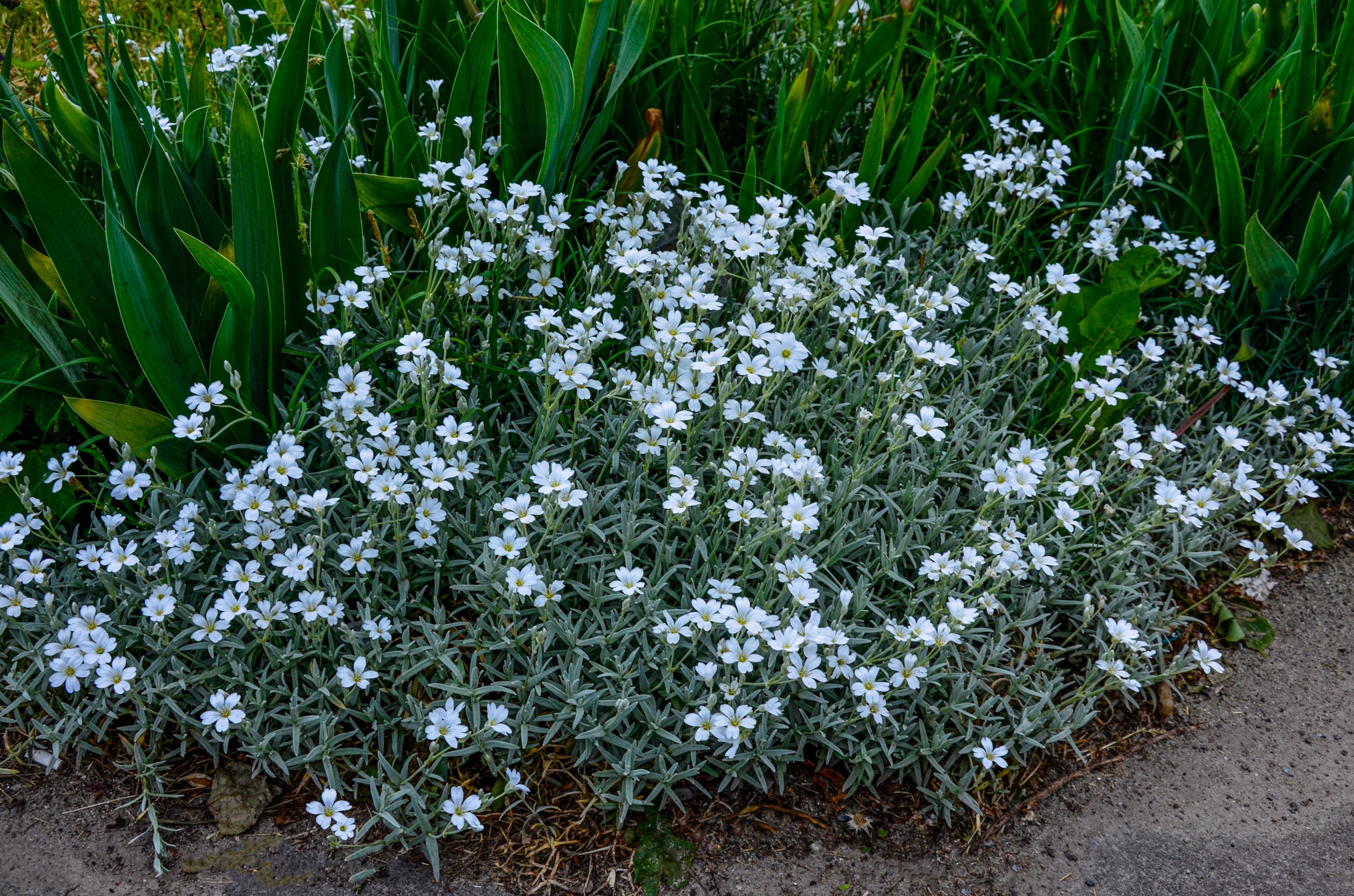 Cerastium Tomentosum snow in summer live perennial plants for garden
