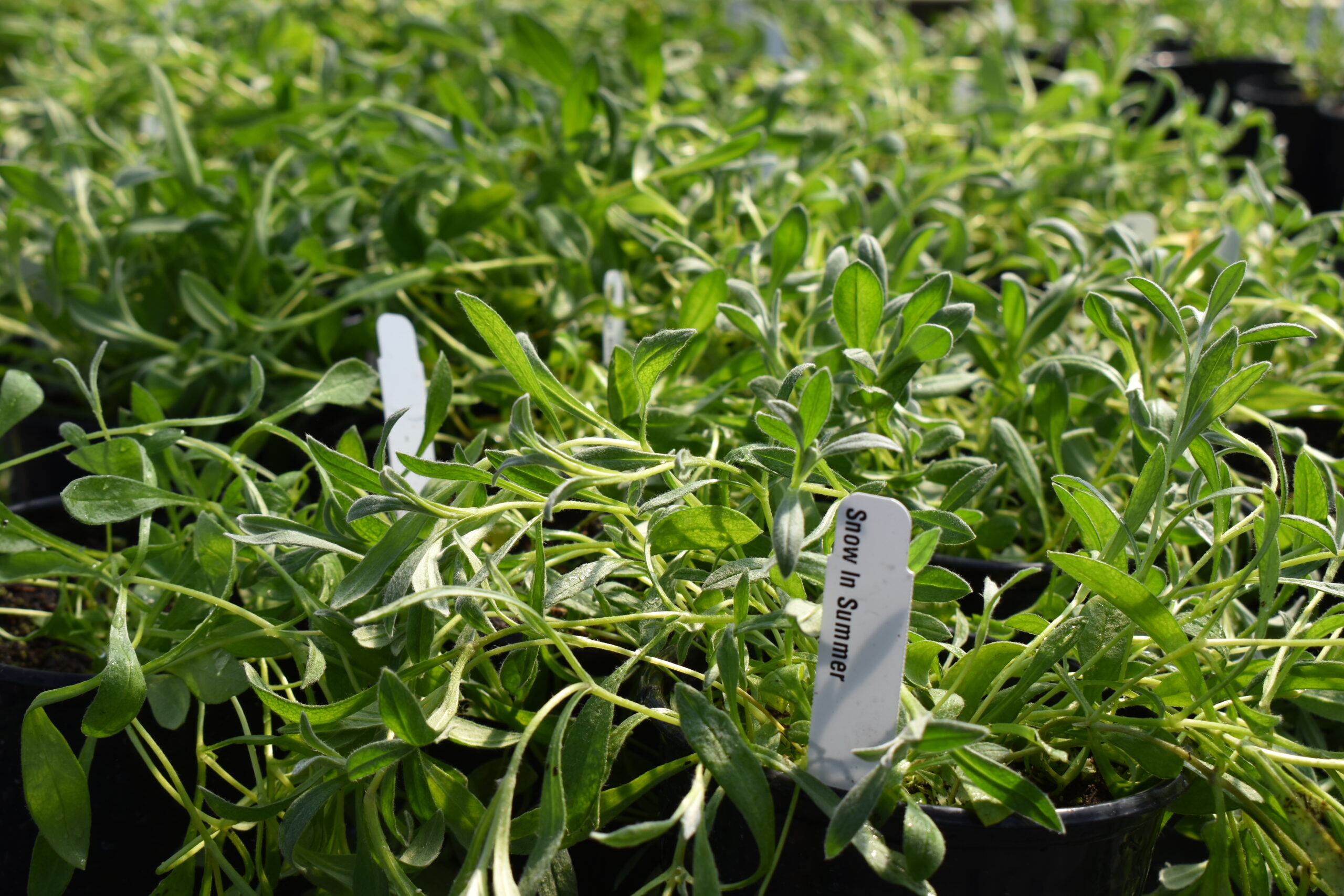 Cerastium Tomentosum snow in summer young live plant