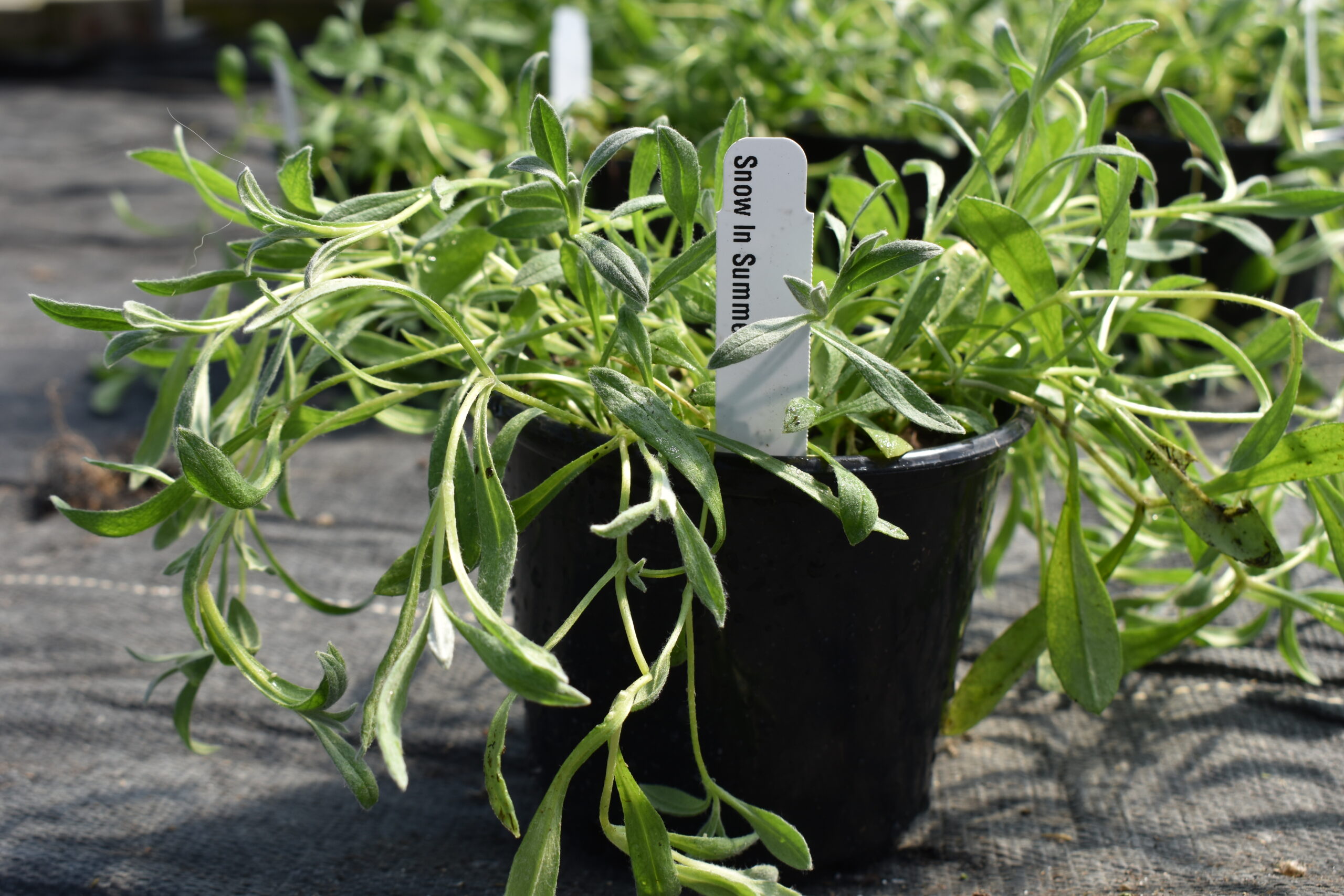 Cerastium Tomentosum snow in summer young live plant