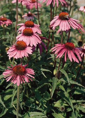 Purple Echinacea Coneflower with bright purple foliage.