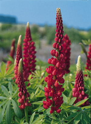 Lupine 'Red Shades' - spire of red flowers comprised of individual tear drop shaped petals.