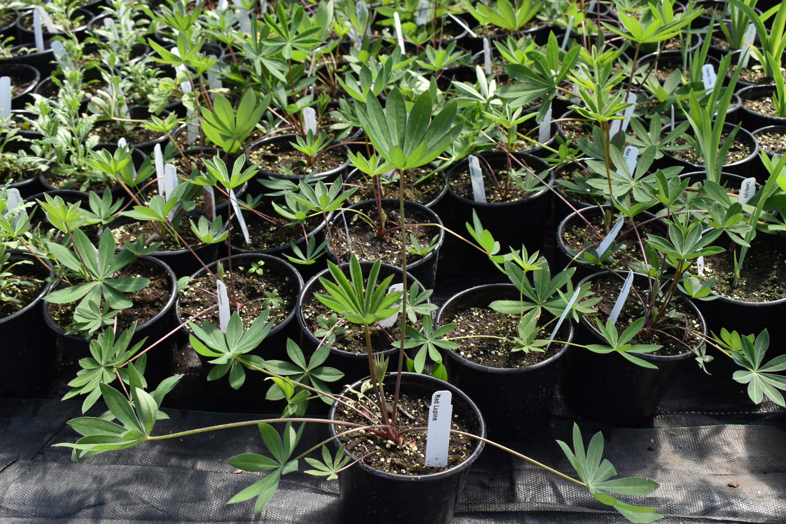 Young lupine plants greenhouse grown