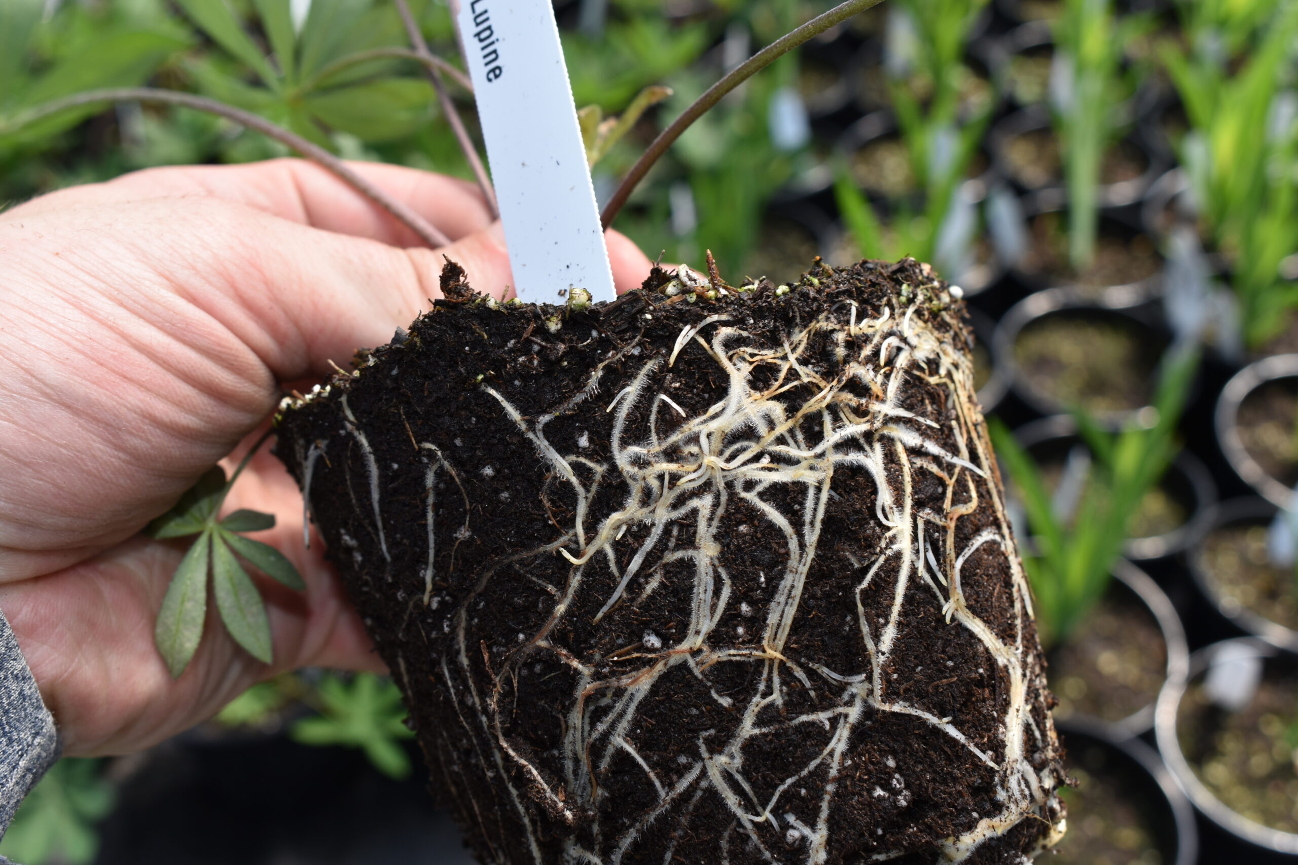Roots of Young lupine plants greenhouse grown