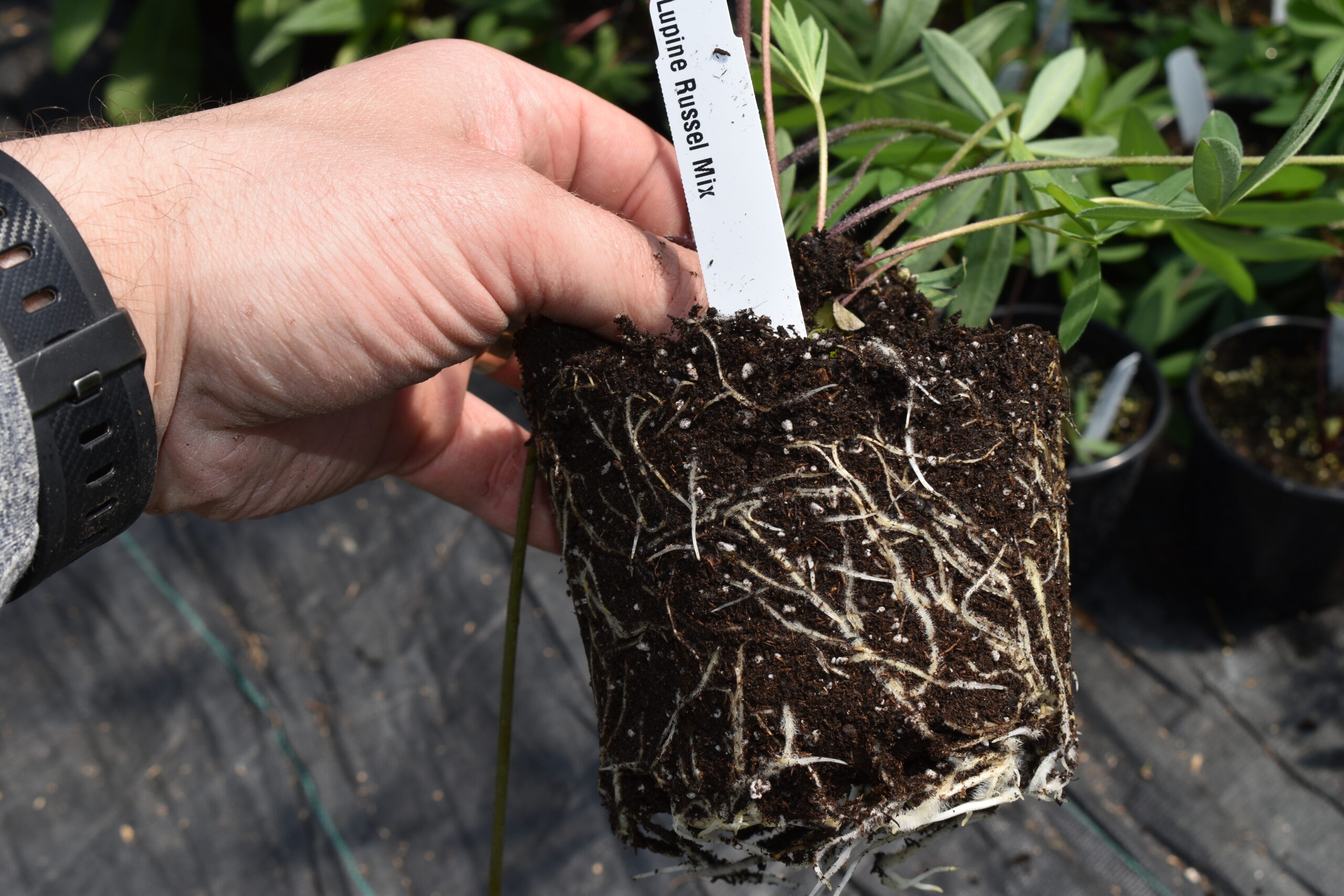 roots of young lupine plants