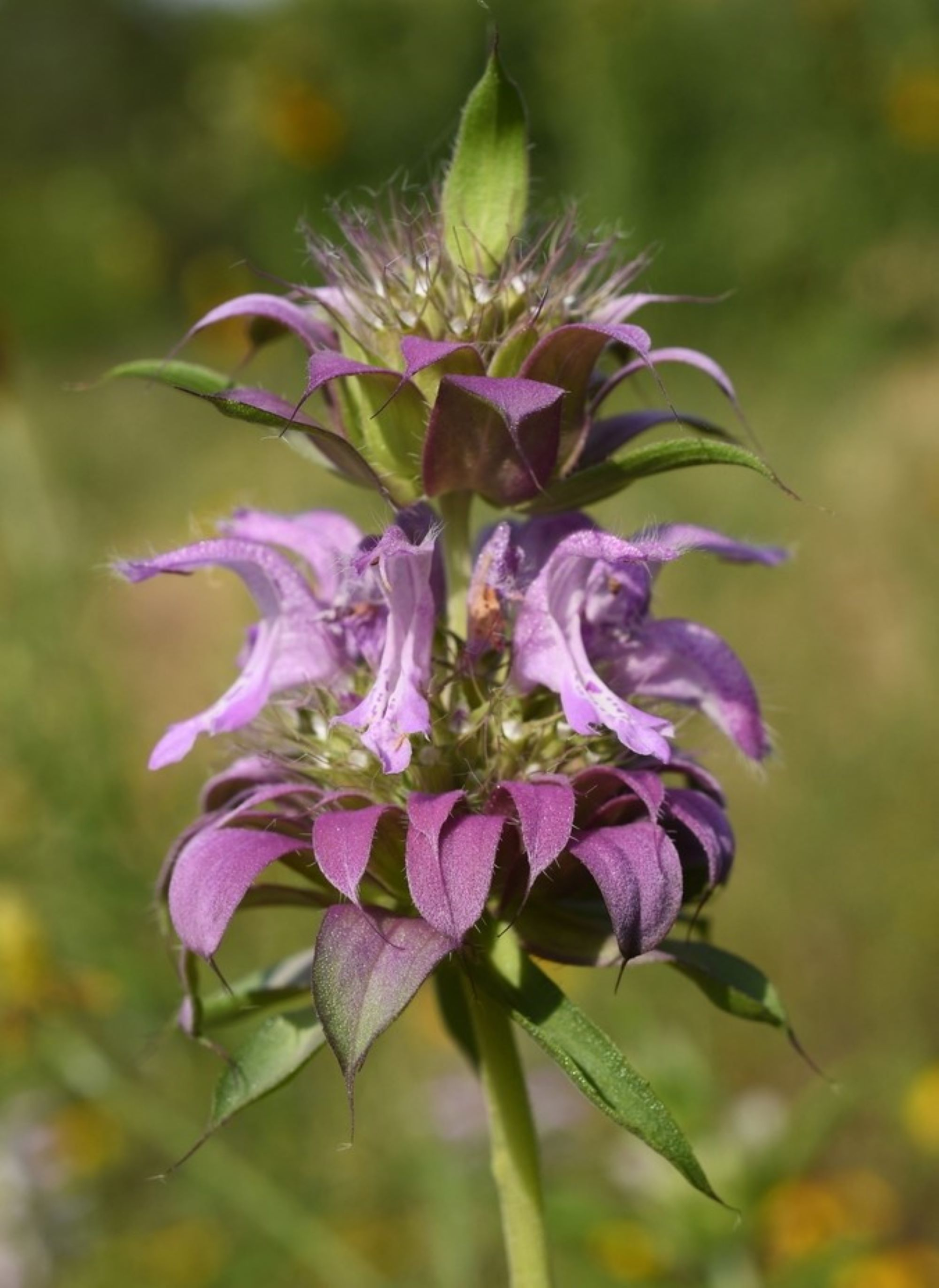 Lemon Bee Balm Citriodora - pink and white flower clusters climb each stalk, while light green slender leaf foliage erupts below