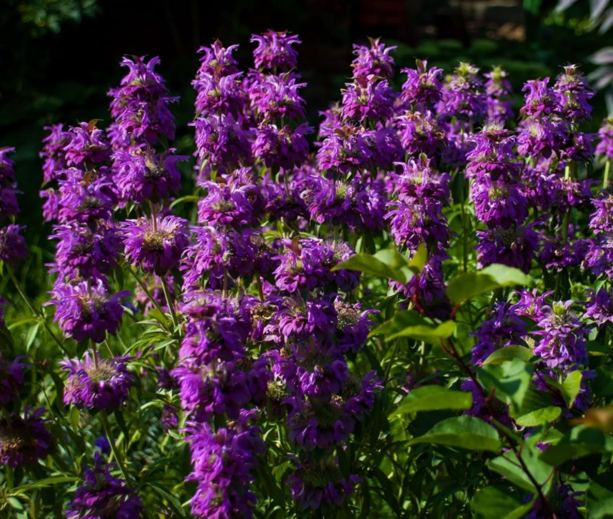 Lemon Bee Balm Citriodora - pink and white flower clusters climb each stalk, while light green slender leaf foliage erupts below