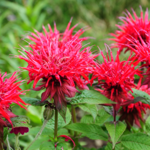 Bee balm Red Shades - vibrant red "fuzzy" flower heads